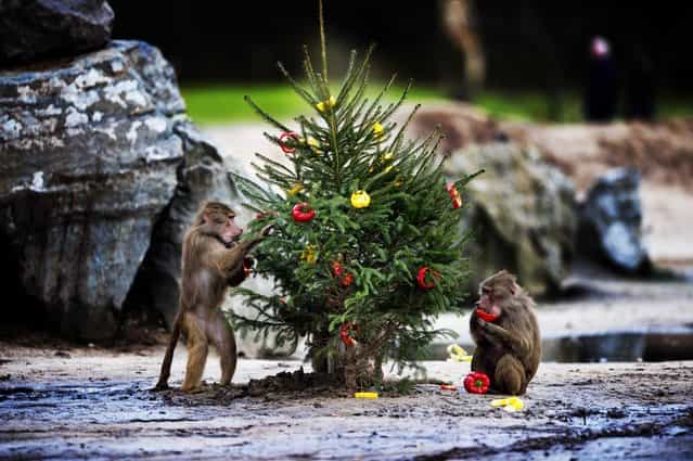 Hamadryas baboon (Papio hamadryas) eat food at the Safaripark Beekse Bergen in Hilvarenbeek, the Netherlands, 26 December 2012. During the Christmas days the animals received an extra Christmas meal. (Photo by Robin Utrecht/EPA)