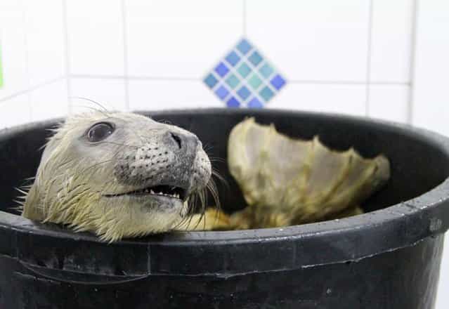 A gray baby seal, [Julian], sits inside a weighing bucket at the seal station in Friedrichskoog, Germany, December 22, 2012. (Photo by Wolfgang Runge/Zuma Press)