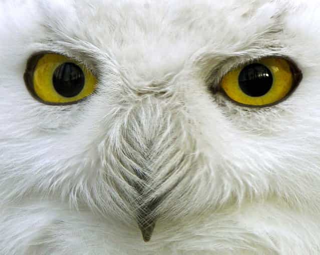 A young snowy owl at the zoo in Krefeld, Germany, January 2, 2013. The species is native to northern Eurasia and North America. (Photo by Roland Weihrauch/Dpa)