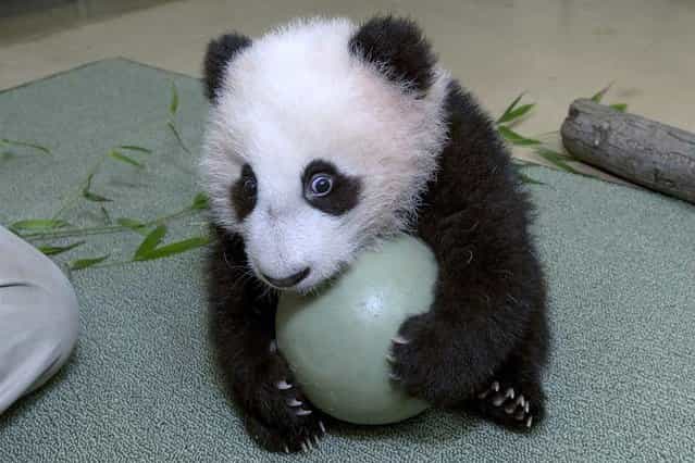 The San Diego Zoo’s panda cub, Xiao Liwu, holds onto a plastic ball tightly. Panda keepers gave the cub the new toy to test his coordination and encourage him to play with new objects. (Photo by Ken Bohn/San Diego Zoo)