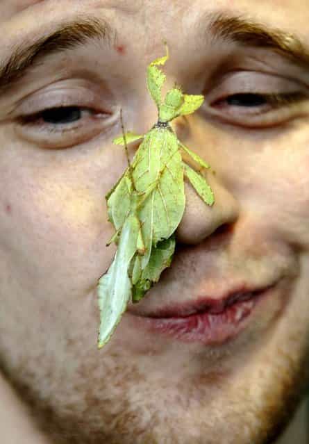 Zoo keeper Jeff Lambert poses with leaf insects during the annual stock take at London Zoo, January 3, 2013. (Photo by Luke MacGregor/Reuters)