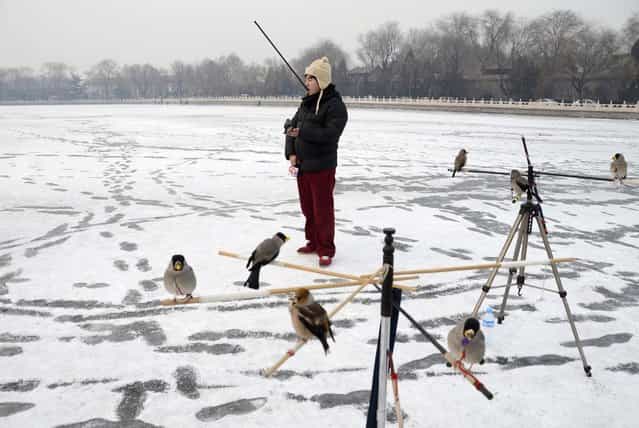 A Chinese man plays with his pet bird on a frozen lake in Beijing on December 19, 2012. (Photo by Wang Zhao/AFP Photo)