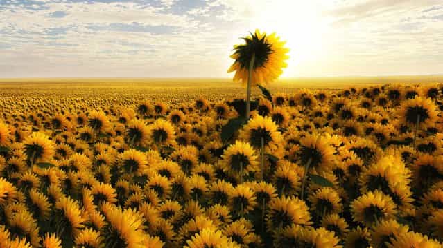 [Sunflower Queen]. (John Wilhelm)