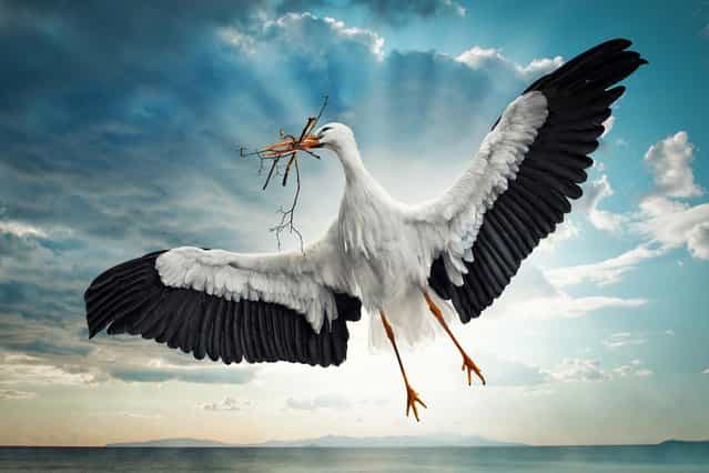 [Busy Stork]. (John Wilhelm)