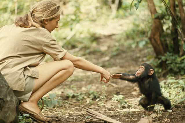 Tanzania, 1964. A touching moment between primatologist and National Geographic grantee Jane Goodall and young chimpanzee Flint at Tanzania's Gombe Stream Reserve. (Photo by Hugo van Lawick