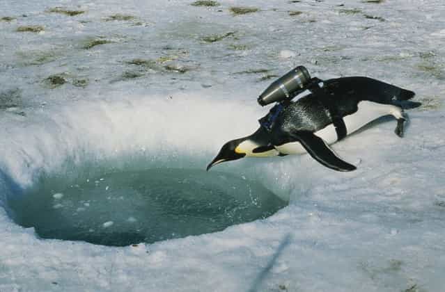 Antarctica, 2004. An emperor penguin, outfitted with a Crittercam system designed by marine biologist and National Geographic staff member Greg Marshall, becomes an unwitting cameraman for a National Geographic documentary. (Photo by Greg Marshall