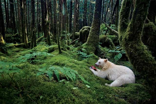 British Columbia, Canada, 2010. In a moss-draped rain forest in British Columbia, towering red cedars live a thousand years, and black bears have white coats. They are known to the local people as spirit bears. (Photo by Paul Nicklen