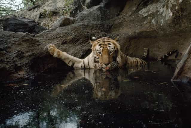 India, 1995. By setting off a camera trap, a female tiger captures her own image in Bandhavgarh National Park. (Photo by Michael Nichols