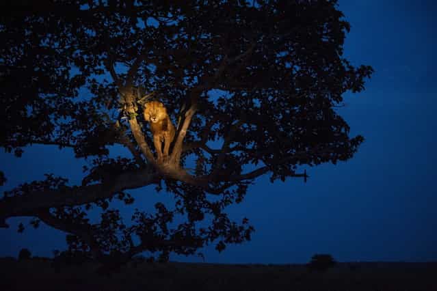 Uganda, 2007. A lion climbs a tree to sleep, in Uganda's Queen Elizabeth Park. (Photo by Joel Sartore