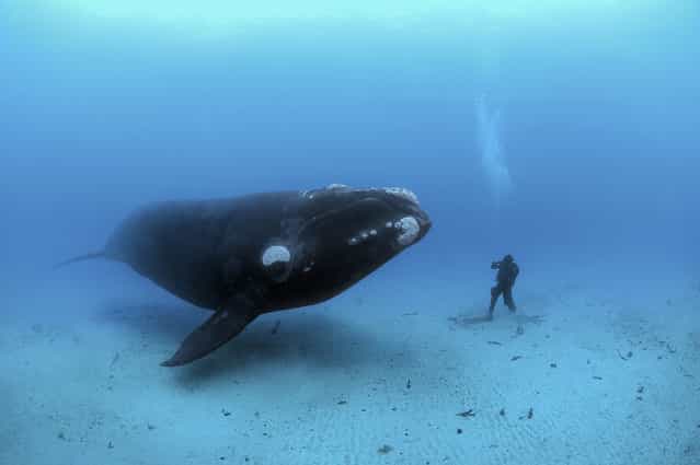 Curious creatures meet 70 feet deep off the remote Auckland Islands, 300 miles south of New Zealand. In these unfished waters, Brian Skerry photographs a diver encountering a southern right whale that may have never seen a human before. (Photo by Brian Skerry