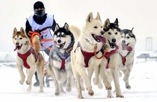 Dogs pull their owner toward the finish line during the Christmas Arrivals – 2013 Sled Dog Races near the Siberian city of Novosibirsk, January 7, 2013. (Photo by Ilnar Salakhiev/Associated Press)