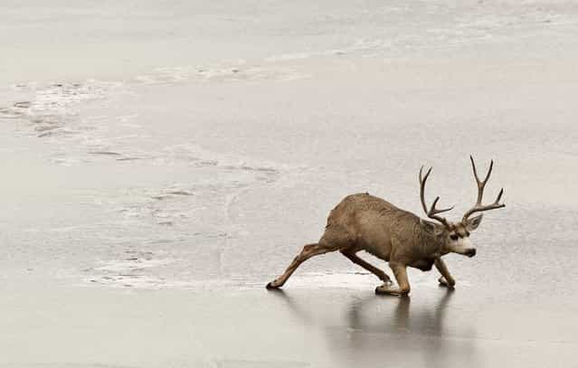 A stuck mule deer buck struggles unsuccessfully to get off the ice of a frozen-over lake in Golden, Colorado, January 10, 2013. According to the Colorado Department of Parks and Wildlife, which was considering a rescue, the deer was most likely unable to get himself off the ice either due to injury, exhaustion, or the slipperiness of the ice. (Photo by Brennan Linsley/Associated Press)