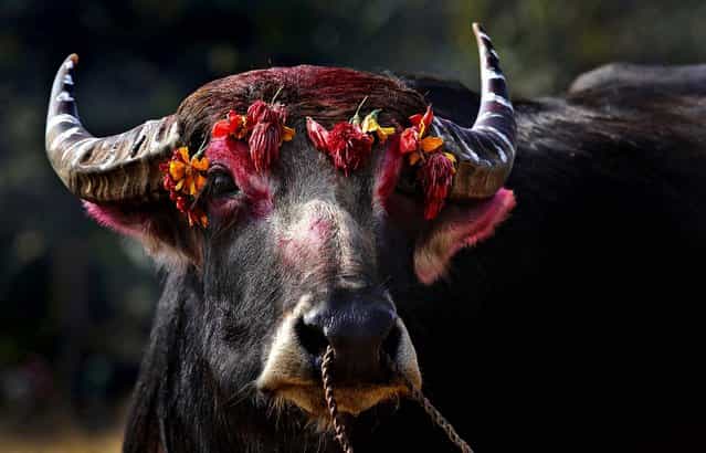 A decorated buffalo stands before the start of a traditional buffalo fight during Magh Bihu at Ahotguri, India, January 15, 2013. Magh Bihu is the harvest festival of Assam state and is observed in the Assamese month of Magh, or January. (Photo by Anupam Nath/Associated Press)