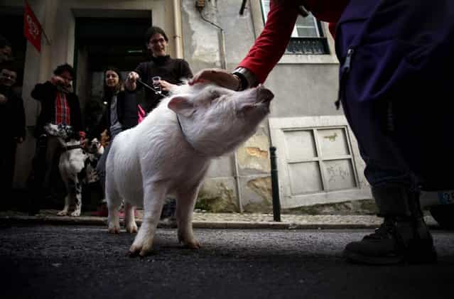 A woman stops to pat [Manchas] or [Spots], a pet pig being walked by its owner Claudia Botas, in Lisbon's Graca neighborhood, on January 12, 2013. (Photo by Francisco Seco/Associated Press)