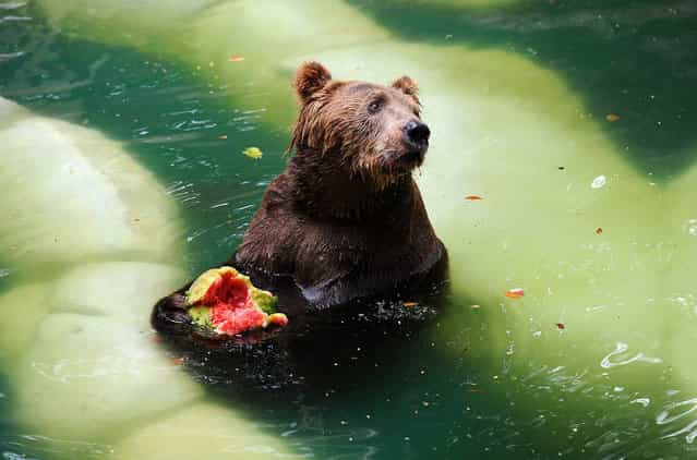 A Brown bear (Ursus arctos) eats watermelon whilst cooling itself down in a pool at the Zoo in Rio de Janeiro, January 9, 2013. (Photo by Vanderlei Almeida)