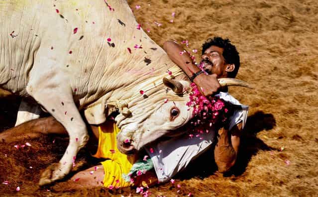 A tamer holds a bull by the horns during the bull-taming sport called Jallikattu, in Alanganallur, India, January 16, 2013. (Photo by Arun Sankar K./Associated Press)