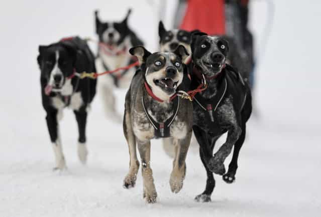 A racer and his sleddogs take part in the Border Rush Race in The Giant Mountains National Park, in Jakuszyce, January 10, 2013. Border Rush is an international sleddog race run which starts in Jakuszyce in the Czech-Poland border region. (Photo by Pawel Sosnowski/Reuters photo)