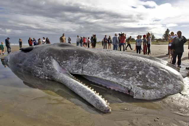 The dead body of a 15 metre sperm whale (C) lies on a Paraparaumu beach on the Kapiti Coast on January 16, 2013. Hundreds of people gathered to see the whale which was washed up on the beach overnight after it died. (Photo by Marty Melville/AFP Photo)