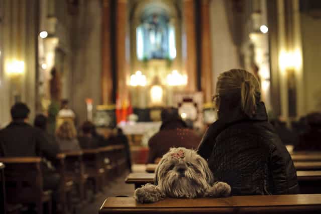 A dog looks over the back of a pew as people take part in a mass at San Anton Church in Madrid, Thursday, January 17, 2013, in honor of Saint Anthony, the patron saint of animals. The feast is celebrated each year in many parts of Spain and people bring their pets to churches to be blessed. (Photo by Daniel Ochoa de Olza/AP Photo)