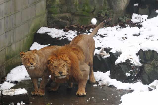 Lions in their enclosure react as tourists throw snowballs at them in the Hangzhou Zoo in Hangzhou, China, on January 6, 2013. (Photo by China Foto Press/ZUMAPRESS.com)