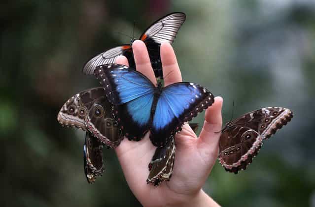 A member of staff holds a handfull of butterflies at The Glasshouse at RHS Wisley Gardens near Woking, England. Rare and exotic butterflies have been placed in The Glasshouse for visitors from January 12 to February 24, 2013. (Photo by Peter Macdiarmid)