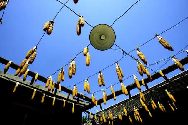 Corn hangs to dry at the bed and breakfast outside Beijing near the [wild wall]. (Photo by Mark Edelson/The Palm Beach Post)