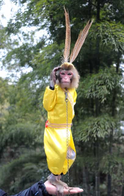 A monkey poses for tourists at the Shunan Bamboo Sea scenic area in Yibin of Sichuan Province, China. (Photo by China Photos)