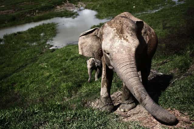 Sumatran elephants look for food in Way Kambas, Lampung, Indonesia. Sumatran elephants are becoming increasingly endangered due to the destruction of their habitat by the logging, palm oil and rubber industries. (Photo by Ulet Ifansasti/Getty Images)
