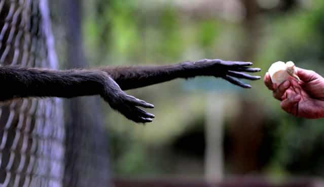 An employee feeds monkeys at El Picacho Zoo, in north Tegucigalpa, Honduras. (Photo by Orlando Sierra/AFP Photo)