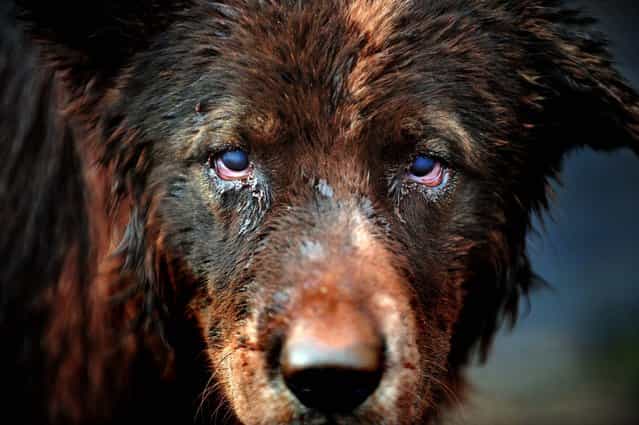A dog is covered with mud in Devecser, Hungary after the village was flooded by toxic red sludge from a local aluminium plant. (Photo by Attila Kisbenedek/AFP Photo)