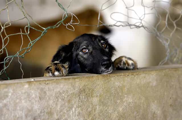 A dog peeks out of a hole in his cage at the Ethical Treatment of Animals [BETA] K9 shelter near Beirut. BETA has the only K9 shelter in Lebanon and it is the only one which has a no-kill policy in the Middle-East. (Photo by Joseph Eid/AFP Photo)