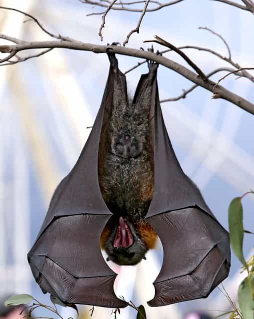 An endangered Fruit Bat is seen at the Royal Melbourne Show in Melbourne, Australia. The Show has been taking place in Melbourne since 1848 and is Victoria's largest and longest running annual public entertainment event, expected to attract around half a million visitors. (Photo by Enzo Tomasiello)
