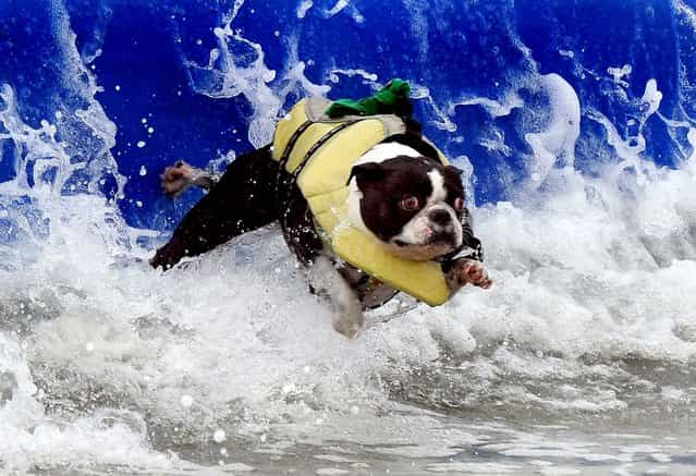 A surfer dog wipes out as he rides a wave to the beach during the annual Surf City Surf Dog competition at Huntington Beach in California. (Photo by Mark Ralston/AFP Photos)