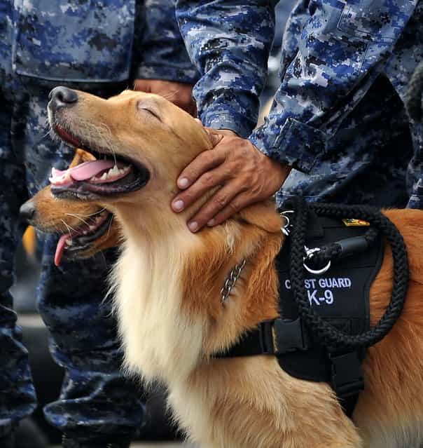 A member of the Philippine coastguard K-9 unit strokes his dog as they march during a testimonial parade ceremony for outgoing President Gloria Arroyo in Manila. (Photo by Noel Celis/AFP Photo)