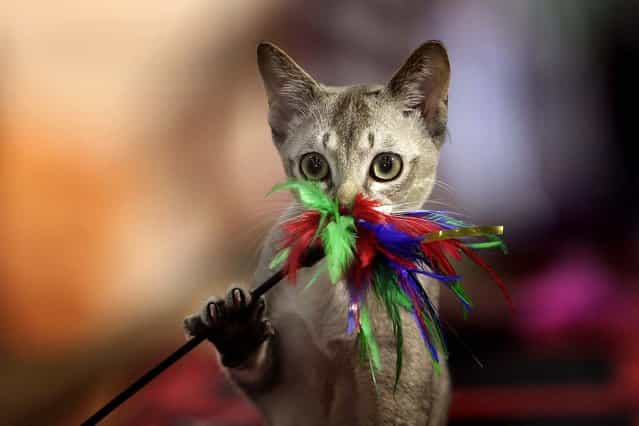 A Singapura cat plays with a toy during an international feline beauty contest in Bucharest, Romania. (Photo by Vadim Ghirda/Associated Press)