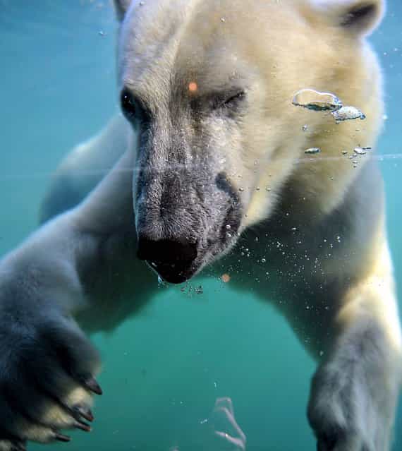 A polar bear swims in his [Yukon Bay] pool at the Zoo in Hanover, Germany. (Photo by Joschen Luebke/AFP Photo)
