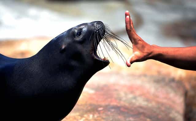 A two-year-old South American sea lion opens its mouth after eating a fish at the Manila Ocean Park in Manila. (Photo by Noel Celis/AFP Photo)