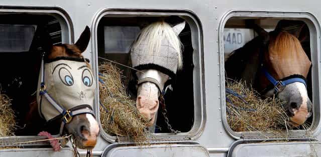 Three Appaloosa horses sport their personal fly masks as they dine on hay while waiting to be transported back to Troy, Mo., following the World Championship Appaloosa Youth Show in Jackson, Miss. The fly masks protect the horses' eyes from flies and other winged bugs, as well as UV-rays. (Photo by Rogelio V. Solis/Associated Press)