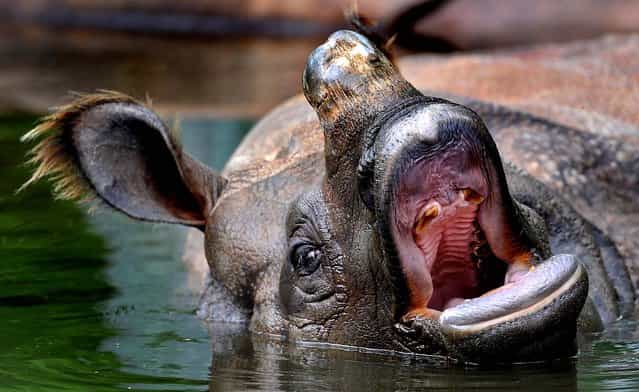 An Indian rhinoceros yawns as it takes a bath in its pond at the Tierpark Hellabrunn Zoo in Munich. (Photo by Frank Leongardt/AFP Photo)
