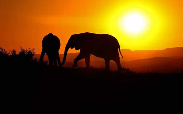 Elephants roam at sunset in the Addo Elephant Game Reserve near Port Elizabeth in South Africa. (Photo by Carl de Souza/AFP Photo)