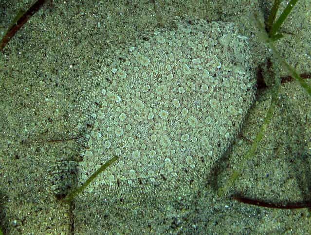 A fish lies hidden in the sand in the sea near the beach in the village of Toroni, Greece. (Photo by Darko Vojinovic/Associated Press)