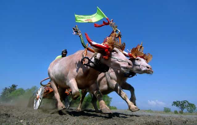 A participant competes in a bull race with domestic water buffaloes in the town of Jembrana, on the Indonesian resort island of Bali . Over 220 water buffalo teams took part in the annual competition locally known as [Makepung] which started in 1960. (Photo by Sunny Tumbelaka/AFP Photo)