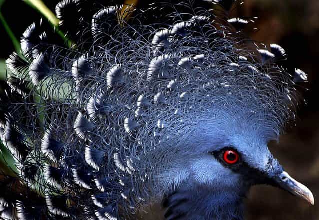 A Victoria crowned pigeon looks on at the Yokohama zoological gardens Zoorasia in Yokohama, Japan. (Photo by Itsuo Inouye/Associated Press)