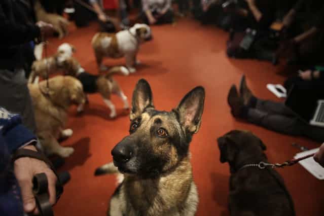 A German Shepard named Commander attends a news conference at the American Kennel Club in New York, Wednesday, January 30, 2013. The club announced their list of the most popular dog breeds in 2012 and the German Shepard is in the top 5. (Photo by Seth Wenig/AP Photo)