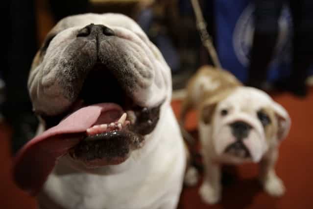 A bulldog named Munch, left, and a puppy named Dominique attend a news conference at the American Kennel Club in New York, Wednesday, January 30, 2013. The club announced their list of the most popular dog breeds in 2012 where the bulldog takes the fifth place spot from the Yorkshire terrier. (Photo by Seth Wenig/AP Photo)