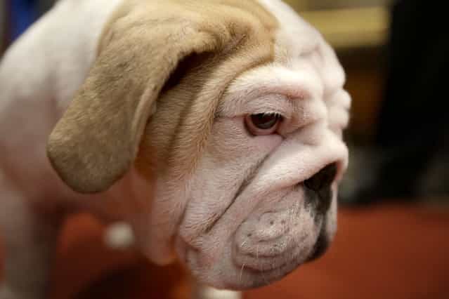 A bulldog named Dominique attends a news conference at the American Kennel Club in New York, Wednesday, January 30, 2013. The club announced their list of the most popular dog breeds in 2012 where bulldog takes the 5th spot from the Yorkshire terrier. (Photo by Seth Wenig/AP Photo)