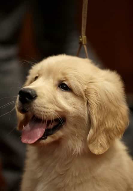 A golden retriever puppy named Gibbs attends a news conference at the American Kennel Club in New York, Wednesday, January 30, 2013. The club announced their list of the most popular dog breeds in 2012 where the golden retriever remains one of the top five most popular dogs. (AP Photo/Seth Wenig)