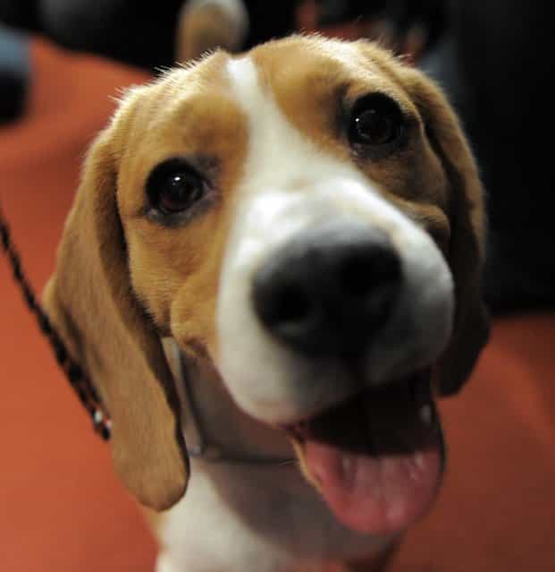 Max, a Beagle attends a news conference at the American Kennel Club in New York, Wednesday, January 30, 2013. (Photo by Seth Wenig/AP Photo)