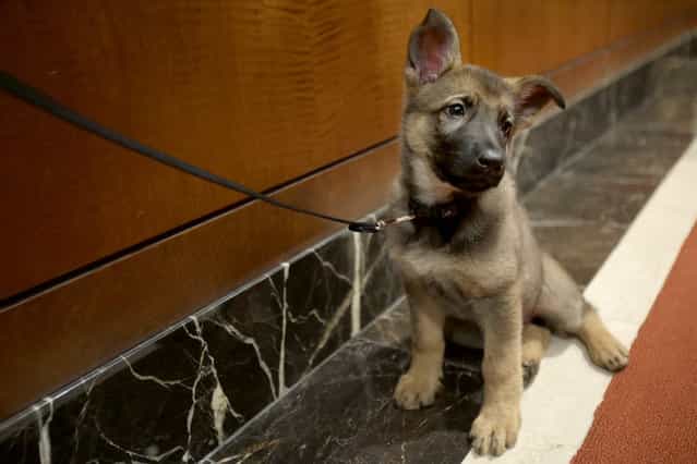 A German shepherd puppy named Tsunami attends a news conference at the American Kennel Club in New York, Wednesday, January 30, 2013. The club announced their list of the most popular dog breeds in 2012 and the German shepherd comes in second only to the Labrador retriever in popularity. (Photo by Seth Wenig/AP Photo)