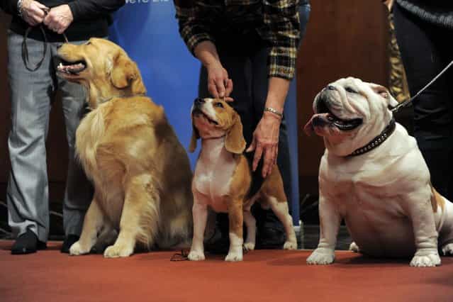 Major (L), a Golden Retriever; Max (C), a Beagle and Munch (R), a Bulldog at an American Kennel Club press conference January 30, 2013 in New York where the most popular dogs in the US were announced. The top five are Labrador Retriever, German Shepherd, Golden Retriever, Beagle and Bulldog according to AKC registration statistics. (Photo by Stan Honda/AFP Photo)